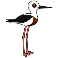 Banded Stilt