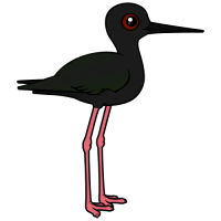 Black Stilt