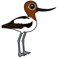 Red-necked Avocet