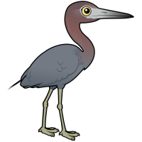Little Blue Heron