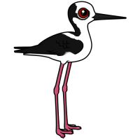 White-backed Stilt