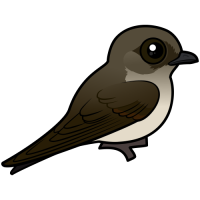 Northern Rough-winged Swallow