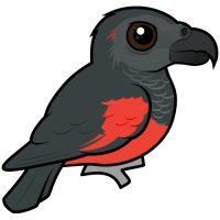 Pesquet's Parrot