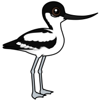 Pied Avocet