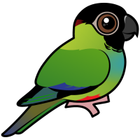Nanday Parakeet
