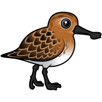 Spoon-billed Sandpiper