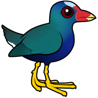 Purple Gallinule