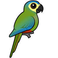 Red-bellied Macaw