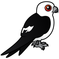 Swallow-tailed Kite