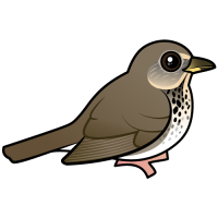Gray-cheeked Thrush