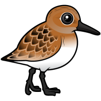 Sanderling