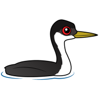 Western Grebe