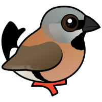 Black-throated Finch