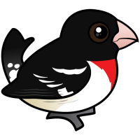Rose-breasted Grosbeak