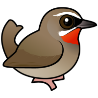 Siberian Rubythroat