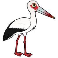 Maguari Stork