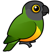 Senegal Parrot