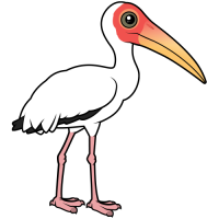Milky Stork