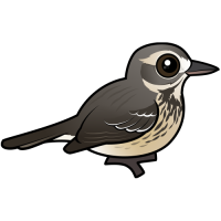 American Pipit