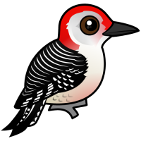 Red-bellied Woodpecker