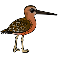Long-billed Dowitcher