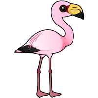 James's Flamingo