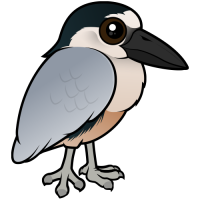 Boat-billed Heron
