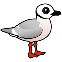 Ross's Gull
