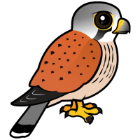 Common Kestrel