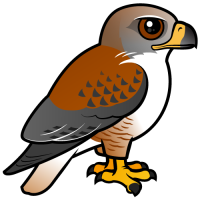 Ferruginous Hawk