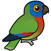 Saint Lucia Parrot