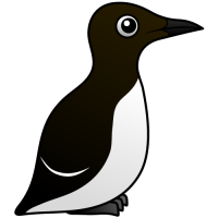 Common Murre