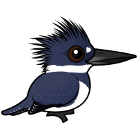 Belted Kingfisher