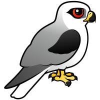 White-tailed Kite