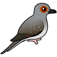 Diamond Dove