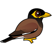Common Myna