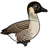 Hawaiian Goose