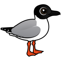 Bonaparte's Gull