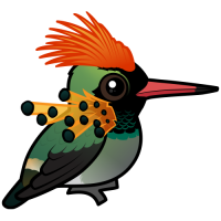 Tufted Coquette