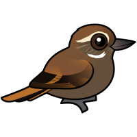 Plain Xenops