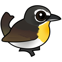 Yellow-breasted Chat