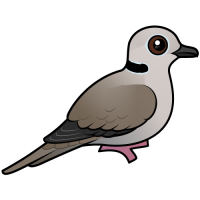 Eurasian Collared Dove