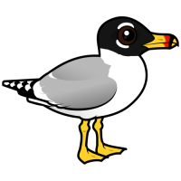 Pallas's Gull