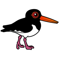 Pied Oystercatcher