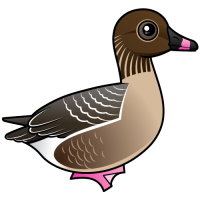 Pink-footed Goose