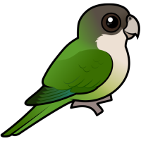 Grey-hooded Parakeet