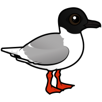 Little Gull