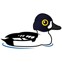 Barrow's Goldeneye