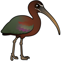 Glossy Ibis