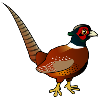 Common Pheasant